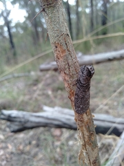 Discophlebia celaena