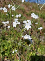 Plagiobothrys canescens