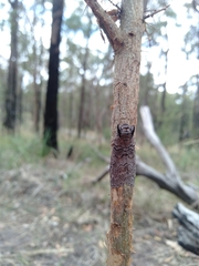 Discophlebia celaena