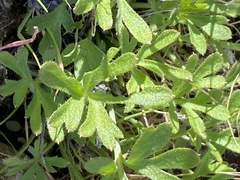 Delphinium parishii subglobosum