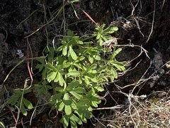 Delphinium parishii subglobosum