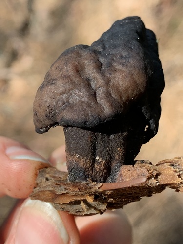 Saddle-shaped False Morel