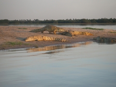 Crocodylus niloticus africanus