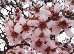 Prunus amygdalus