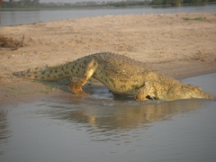 Crocodylus niloticus africanus