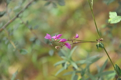 Campylotropis hirtella