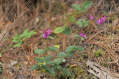 Campylotropis hirtella