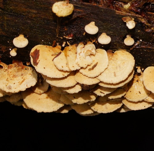 Panellus pusillus nuotrauka