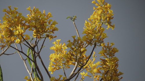 Roseodendron donnell-smithii - Leaves