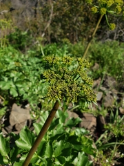 Tauschia hartwegii