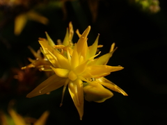 Sedum praealtum