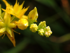 Sedum praealtum