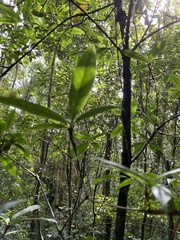 Quercus sessilifolia