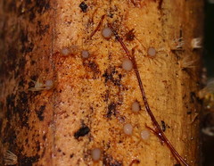 Hispidula dicksoniae