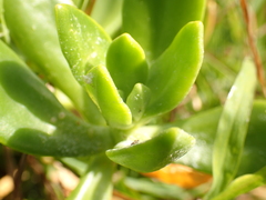 Sedum praealtum