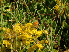 Sedum praealtum