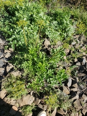 Tauschia hartwegii