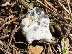 Hypomyces cervinigenus