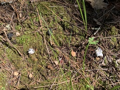 Hypomyces cervinigenus