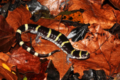 Ambystoma annulatum