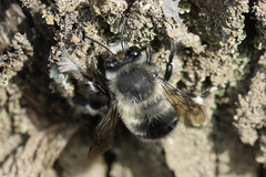 Anthophora pacifica