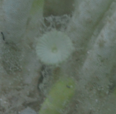 Polyphysaceae