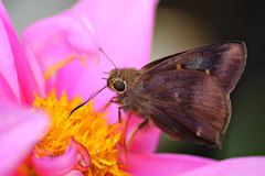 Hasora mixta