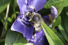 Anthophora pacifica