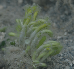 Polyphysaceae
