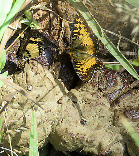 Hannington's Fritillary