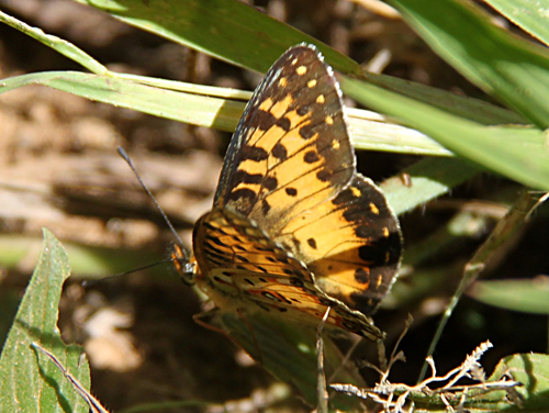 Hannington's Fritillary