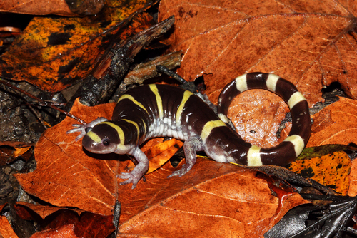 Ringed Salamander