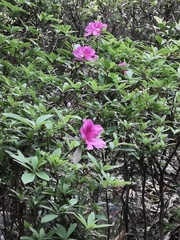 Rhododendron pulchrum phoeniceum