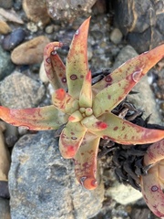 Dudleya albiflora