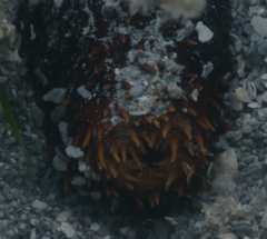 Holothuria isuga