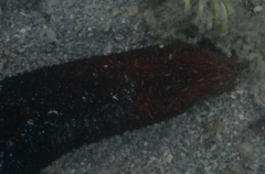 Holothuria isuga