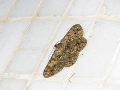 Racotis boarmiaria