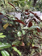 Excoecaria cochinchinensis