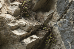 Aleuritopteris argentea