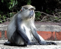 Cercopithecus mitis erythrarchus