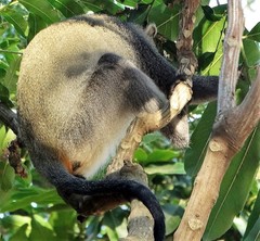 Cercopithecus mitis erythrarchus