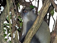 Cercopithecus mitis erythrarchus