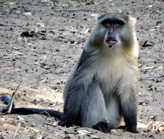 Cercopithecus mitis erythrarchus