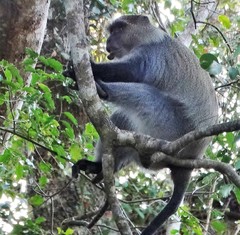 Cercopithecus mitis erythrarchus