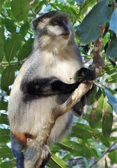 Cercopithecus mitis erythrarchus