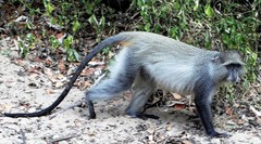 Cercopithecus mitis erythrarchus