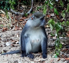 Cercopithecus mitis erythrarchus