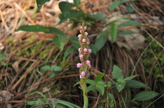 Satyrium nepalense