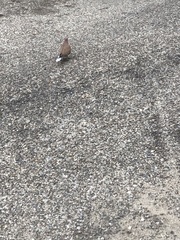 Streptopelia senegalensis