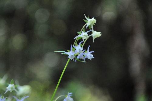 spurred gentian